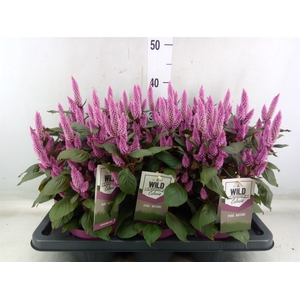Celosia arg. SP 'Wild Pink'