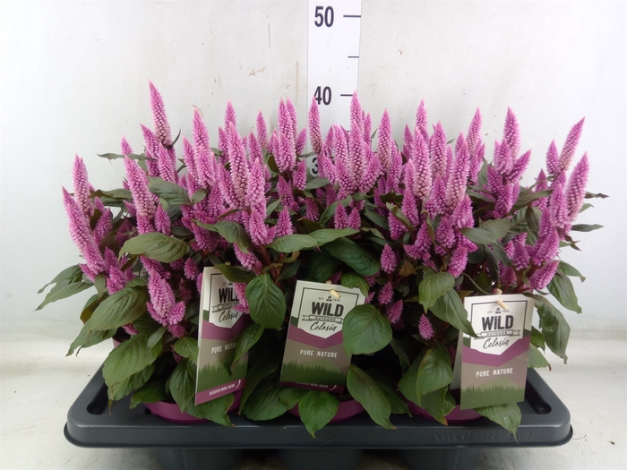 <h4>Celosia arg. SP 'Wild Pink'</h4>
