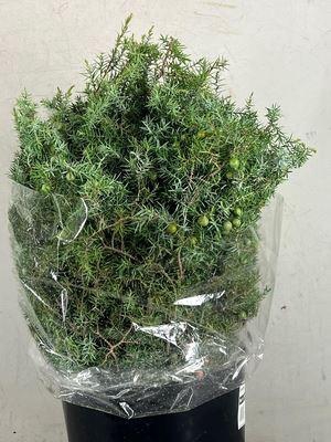 <h4>DECORATIEGROEN JENEVERBES 400gr</h4>