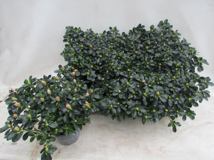 <h4>Rhodo Si C Mattelin</h4>