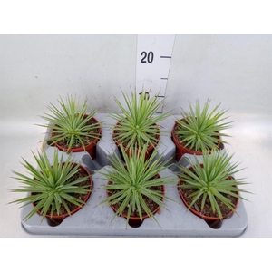 Agave stricta 'Nana'