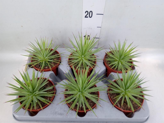 <h4>Agave stricta 'Nana'</h4>