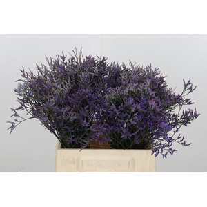 Limonium Sinense Safora Dark Blue