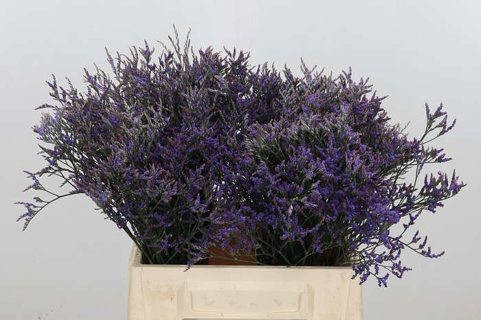 <h4>Limonium Sinense Safora Dark Blue</h4>