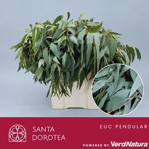 Eucalyptus globulus Pendular