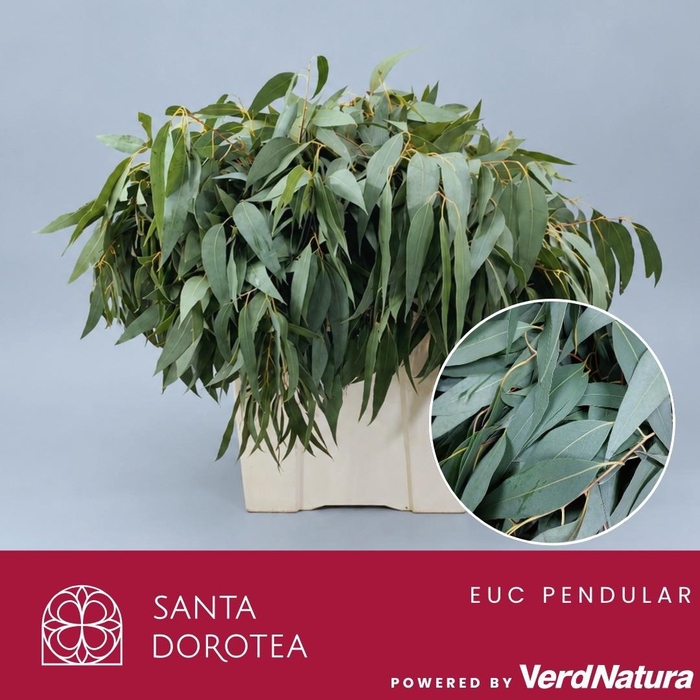 <h4>Eucalyptus globulus Pendular</h4>
