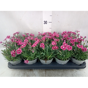 Dianthus car. 'Mountain Frost Pink'