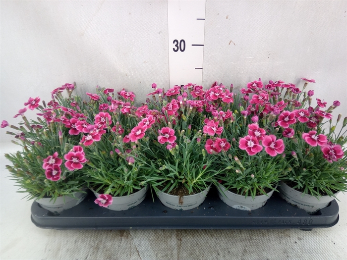 <h4>Dianthus car. 'Mountain Frost Pink'</h4>