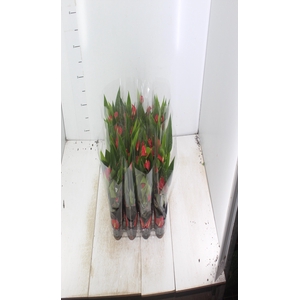 ANTHURIUM MINI MILLION FLOWERS P09