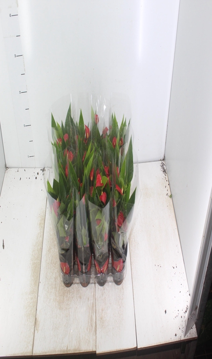 <h4>ANTHURIUM MINI MILLION FLOWERS P09</h4>