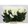 Dahlia Boom Boom White