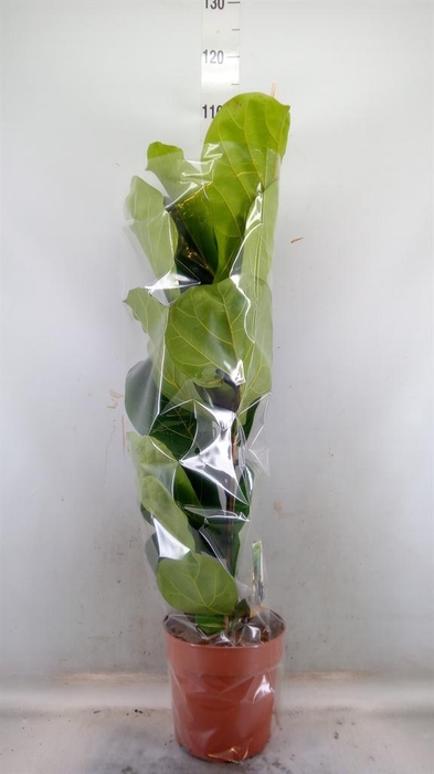 <h4>Ficus lyrata</h4>