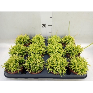 Rhipsalis cereuscula