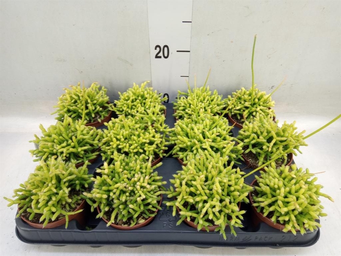 <h4>Rhipsalis cereuscula</h4>