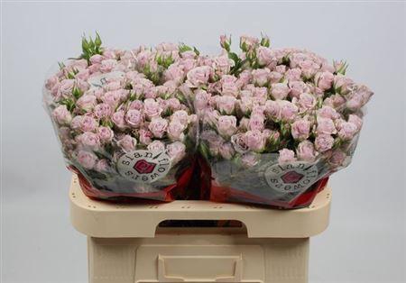 <h4>R Tr Lavender Queen</h4>