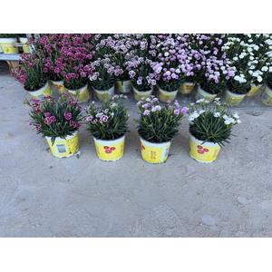 Dianthus Lucky Lips PO 12 CM © Exclusief