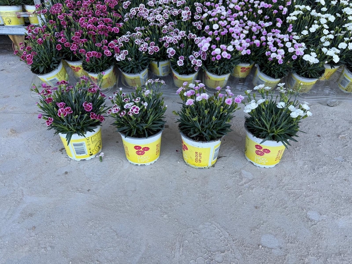 <h4>Dianthus Lucky Lips PO 12 CM © Exclusief</h4>