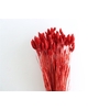 Dried Phalaris X5 Ferrari Red Bunch