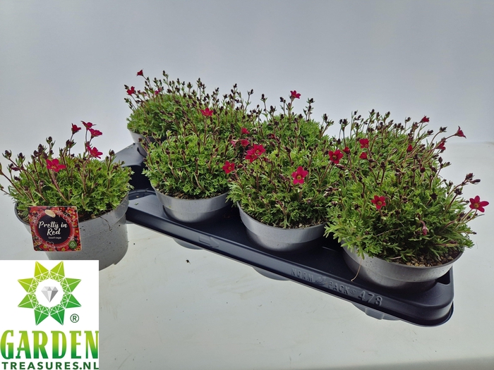 <h4>SAXIF ARENDSII</h4>