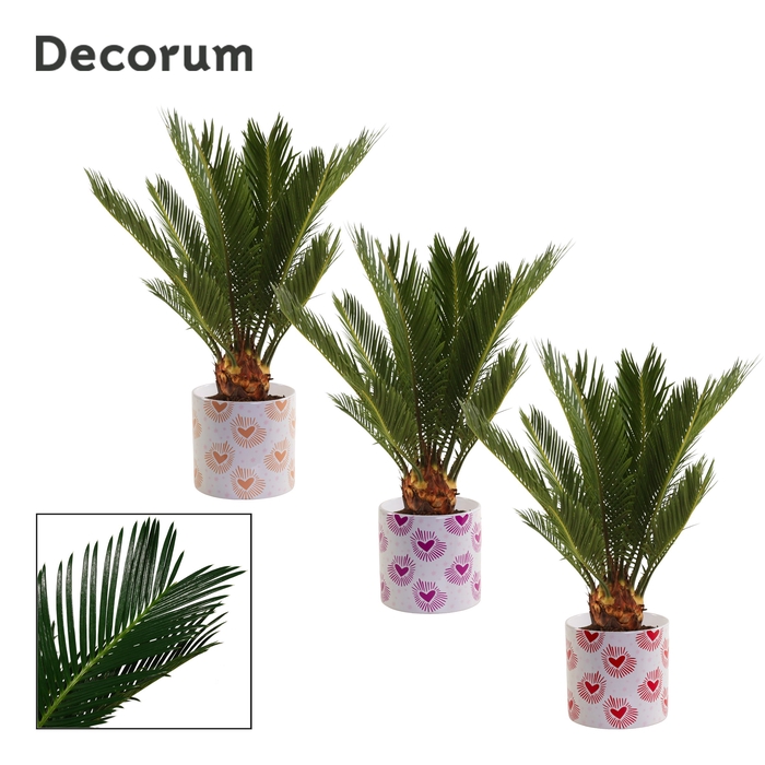 <h4>Cycas revoluta 12 cm, 6+ veren in Nine (Bubblicious-collection)</h4>