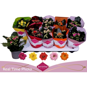 KAL GE PERF GEM 5 KL