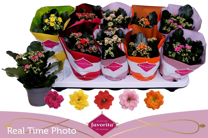 <h4>KAL GE PERF GEM 5 KL</h4>