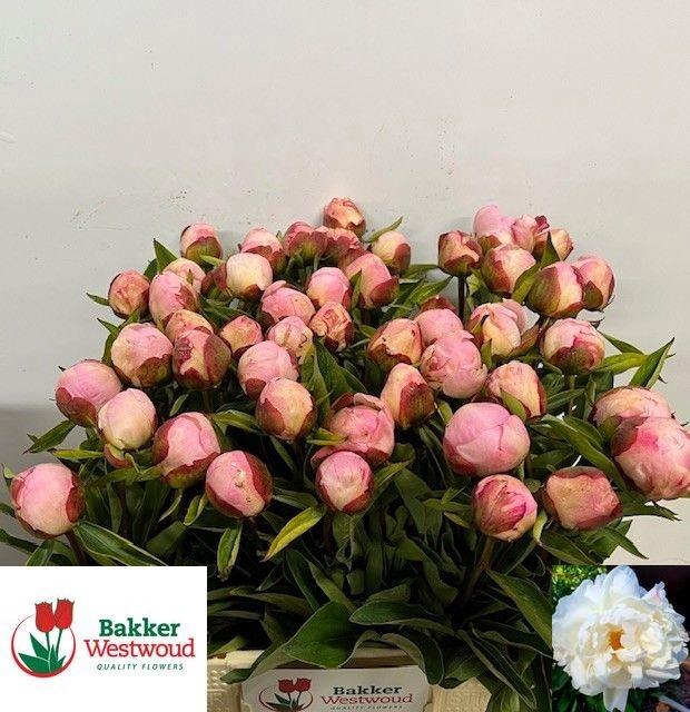 <h4>PAEO L GARDENIA</h4>