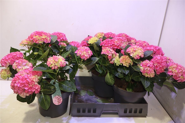 <h4>Hydr M Hi Meadow</h4>