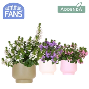 Scaevola mix in Scandic pot mix