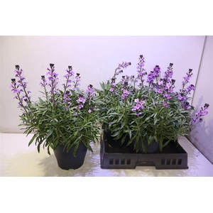 arr8 Erys Bowles Mauve