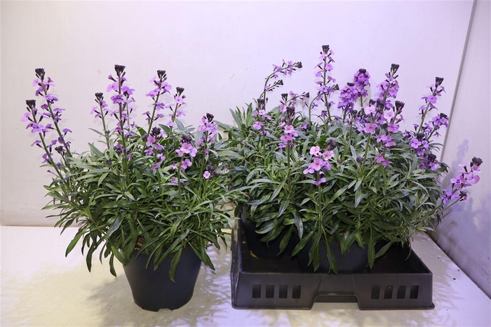 <h4>Erys Bowles Mauve</h4>