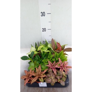 Planten  ..mix