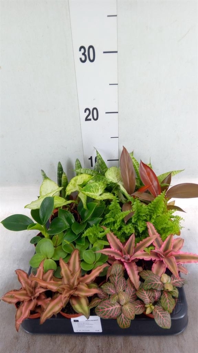 <h4>Planten ..mix</h4>
