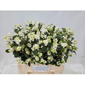 SYMPHORICARPOS WB 'MAG AVALANCHE'