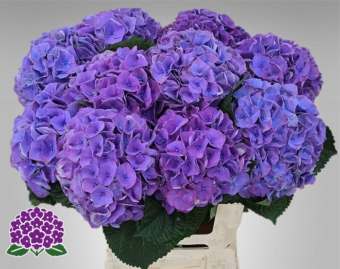 <h4>HYDR M MY RIVIERA</h4>