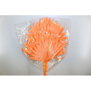 Dried Palm Sun 6pc Salmon Bunch