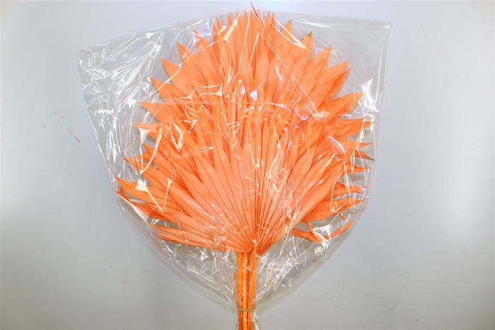 Dried Palm Sun 6pc Salmon Bunch