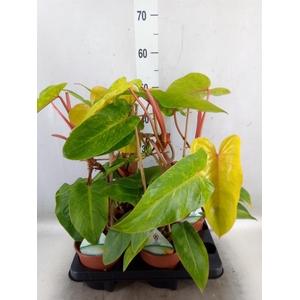 Philodendron  'Painted Lady'