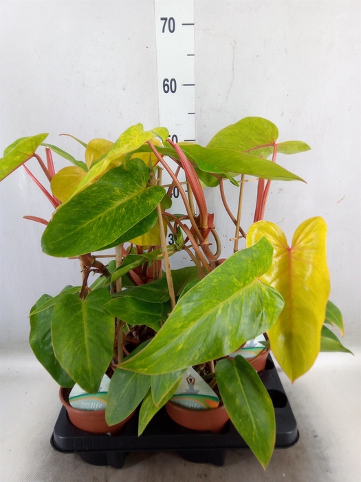 <h4>Philodendron  'Painted Lady'</h4>