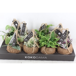 arr3 Kokoplant - Green mix x8