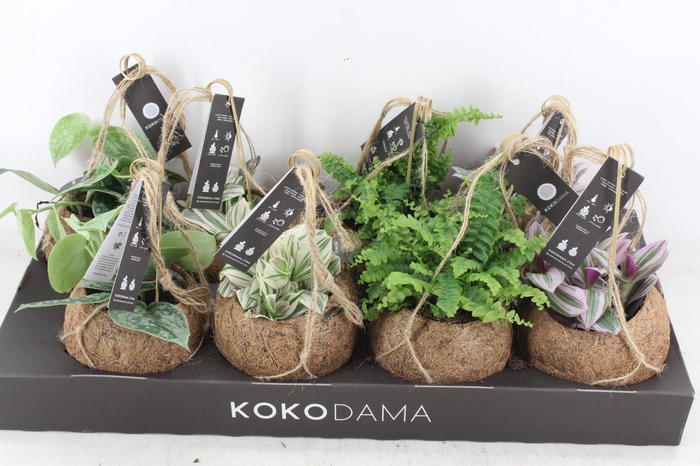 <h4>arr3 Kokoplant - Green mix x8</h4>