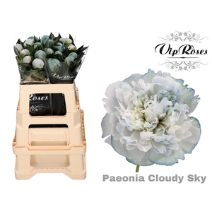 Paeonia Cloudy Sky X 20