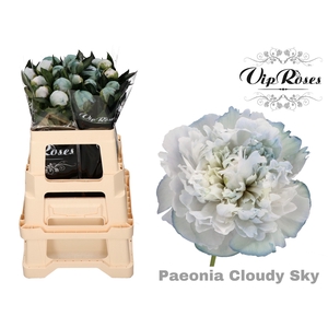 PAEONIA CLOUDY SKY x 20