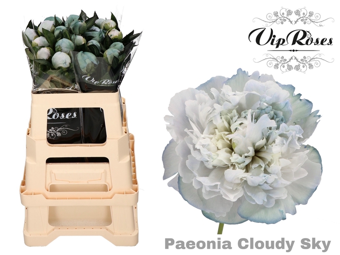 <h4>PAEONIA CLOUDY SKY x 20</h4>