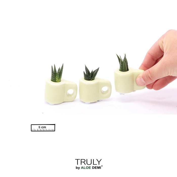 <h4>TRULY Succulent, Mug Green Mini</h4>
