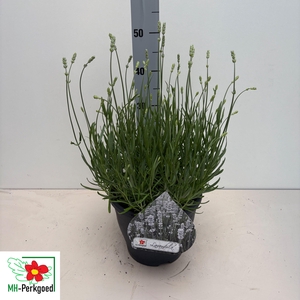 LAVAN AN AROMA WHITE