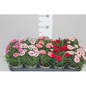 Dianthus Gemengd
