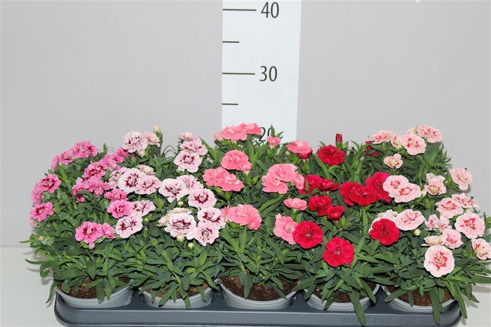 <h4>Dianthus Gemengd</h4>