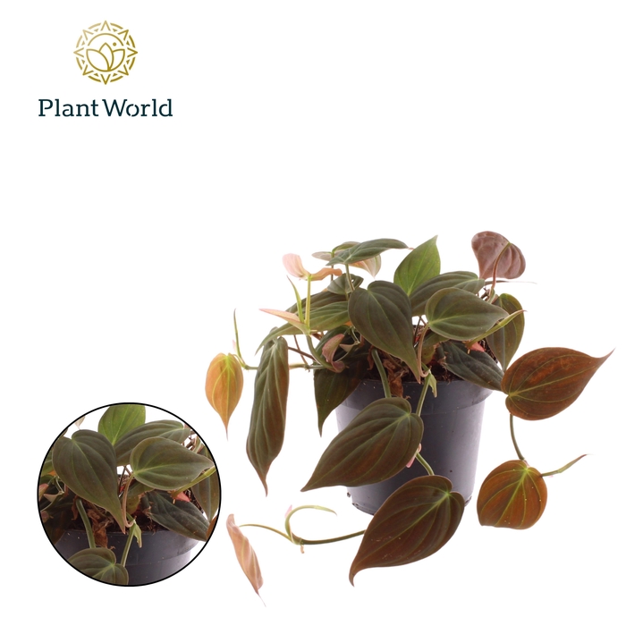 <h4>Philodendron scandens 'Micans'</h4>
