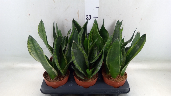 <h4>Sansevieria trifa.   ...</h4>